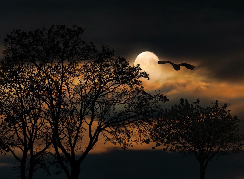 La nuit tous les oiseaux sont gris?